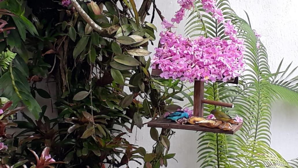 Suites Beija-Flor 파라티 외부 사진